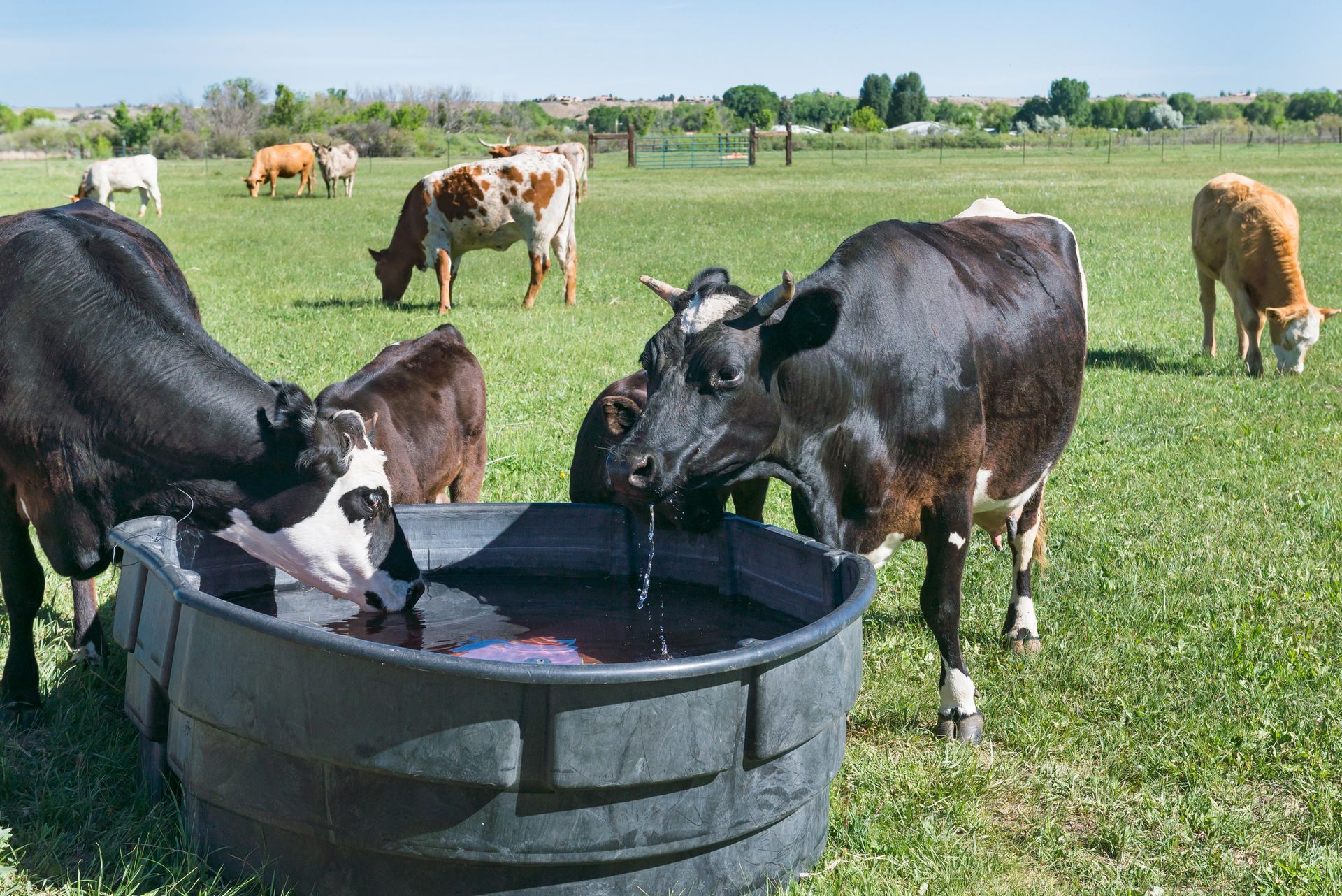 Cows drinking from a black water trough in a green pasture on a sunny day
