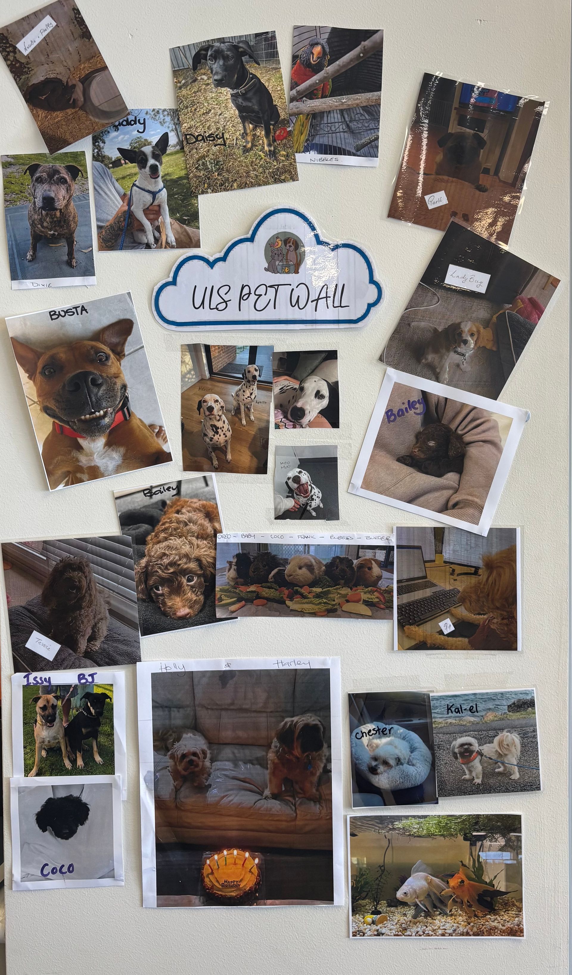 Fridge Covered with Photos of Dogs — Unique Life Services In Nelson Bay, NSW