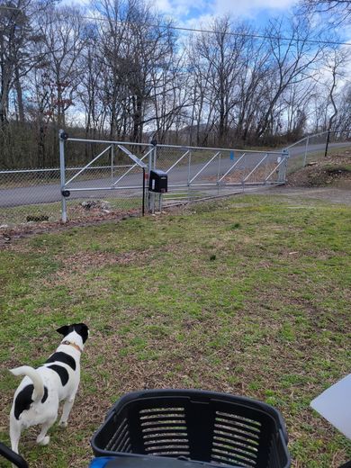 Dog facing closed gate; metal fence, trees, and cloudy sky in background.