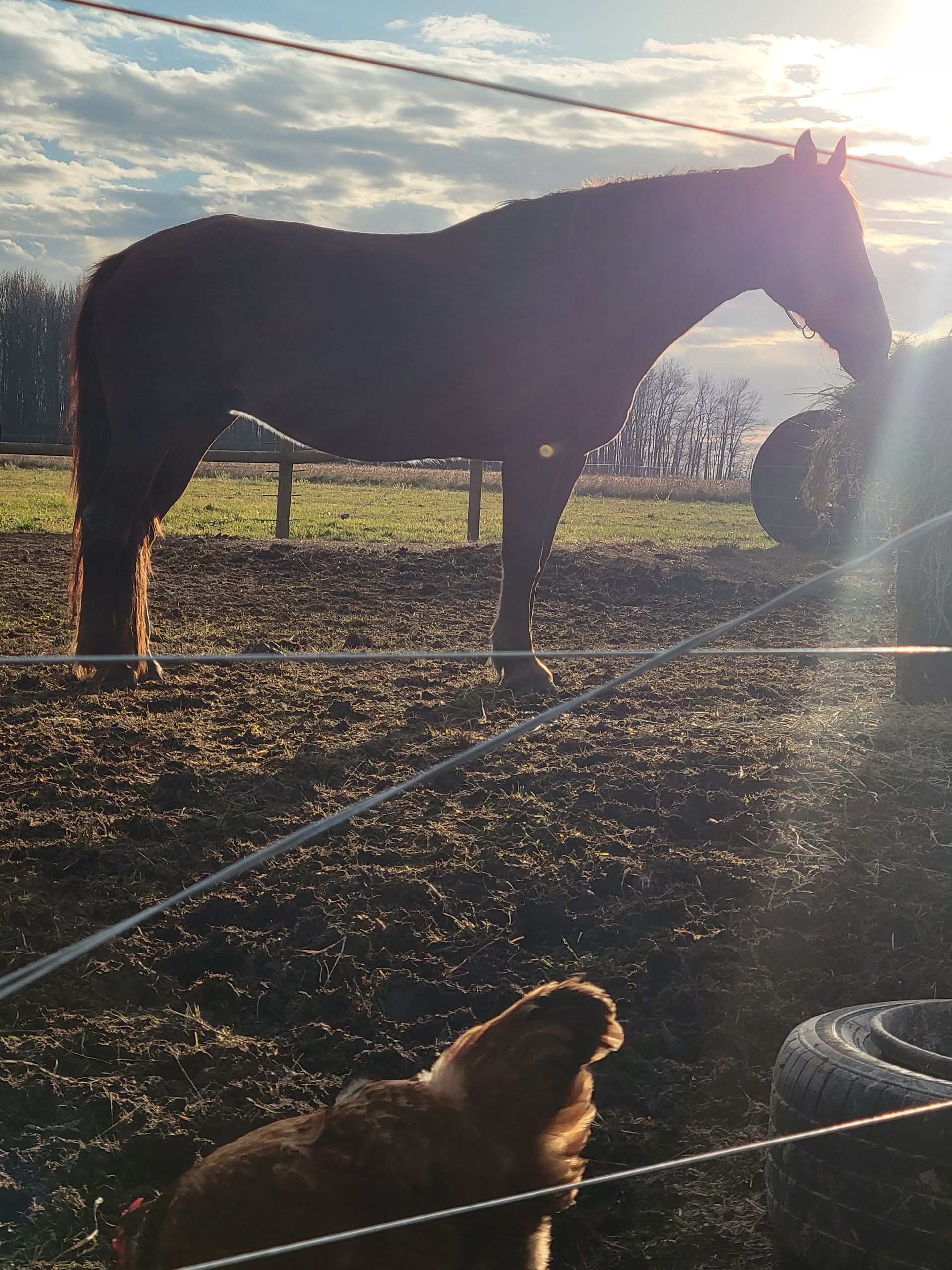 A horse standing next to a dog in a field