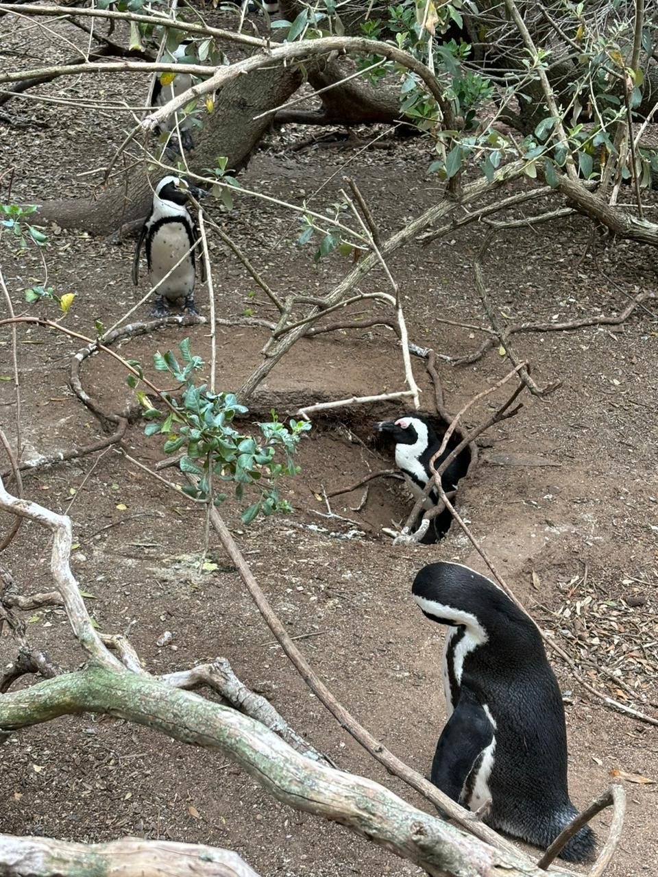 A group of penguins are standing next to each other on the ground.