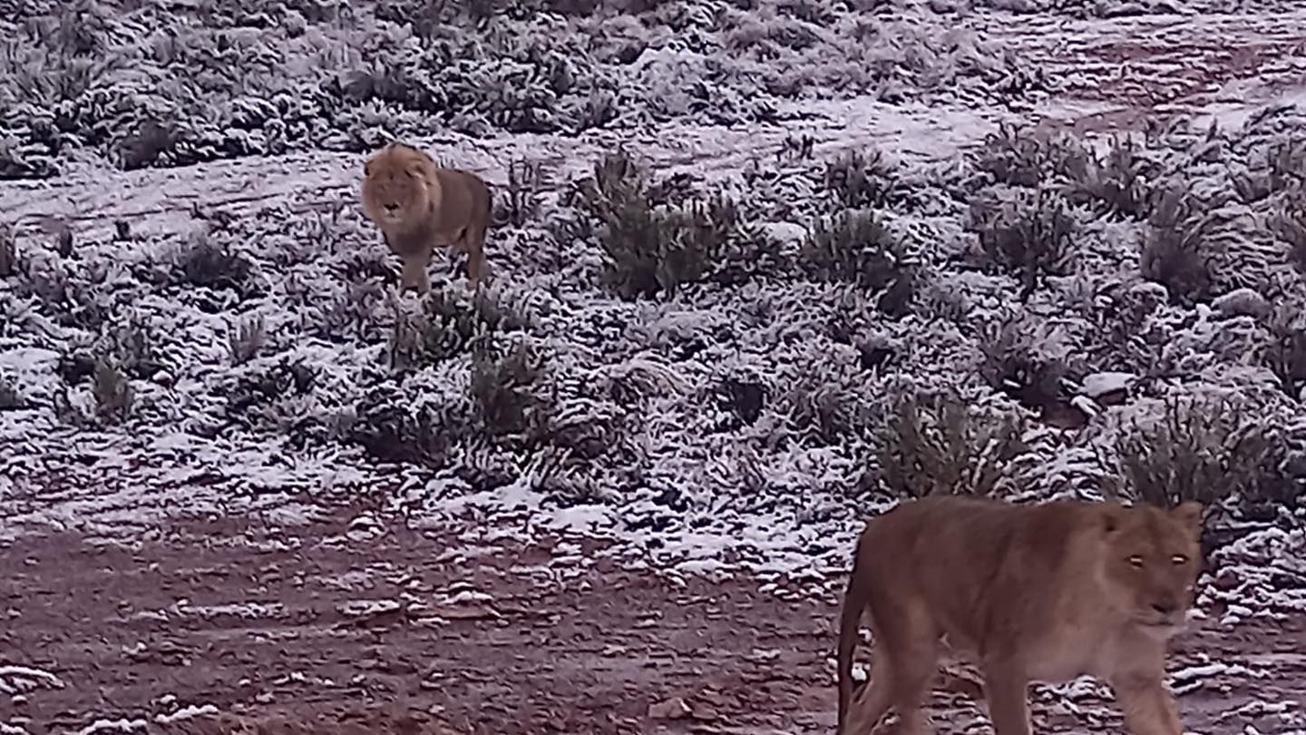 Two lions are walking through a snowy field.