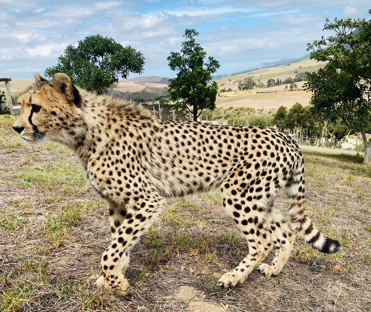 A cheetah is standing in a field with trees in the background.