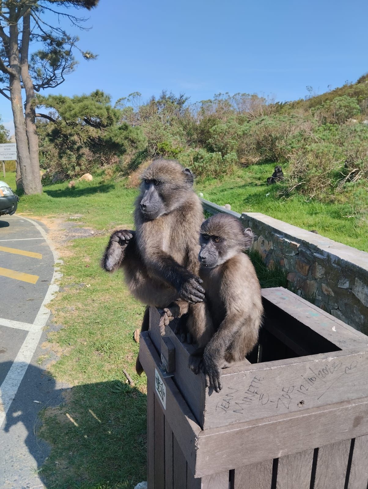 Two baboons are sitting on top of a wooden trash can.