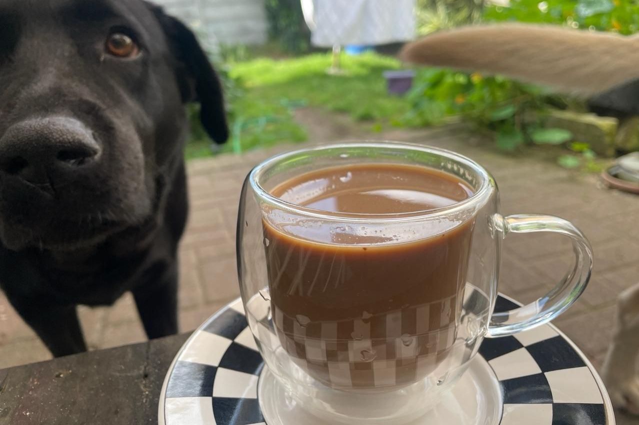 A black dog is looking at a cup of coffee on a saucer.