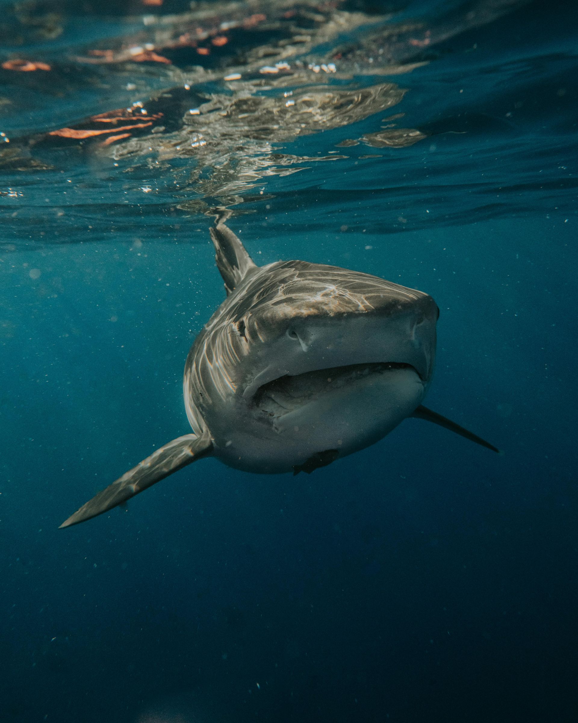 A whale shark is swimming in the ocean with its mouth open.