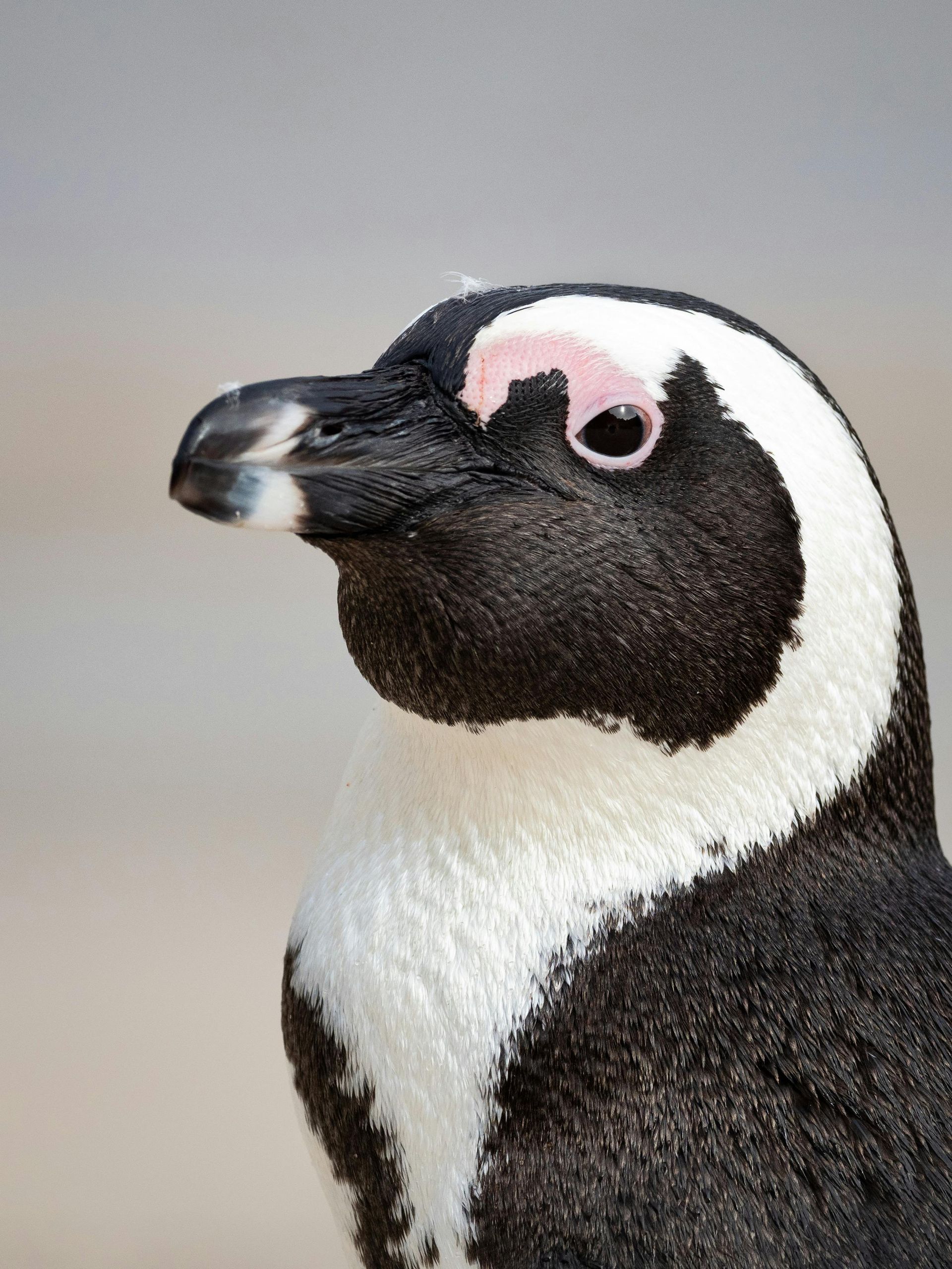 A black and white penguin with a pink eye