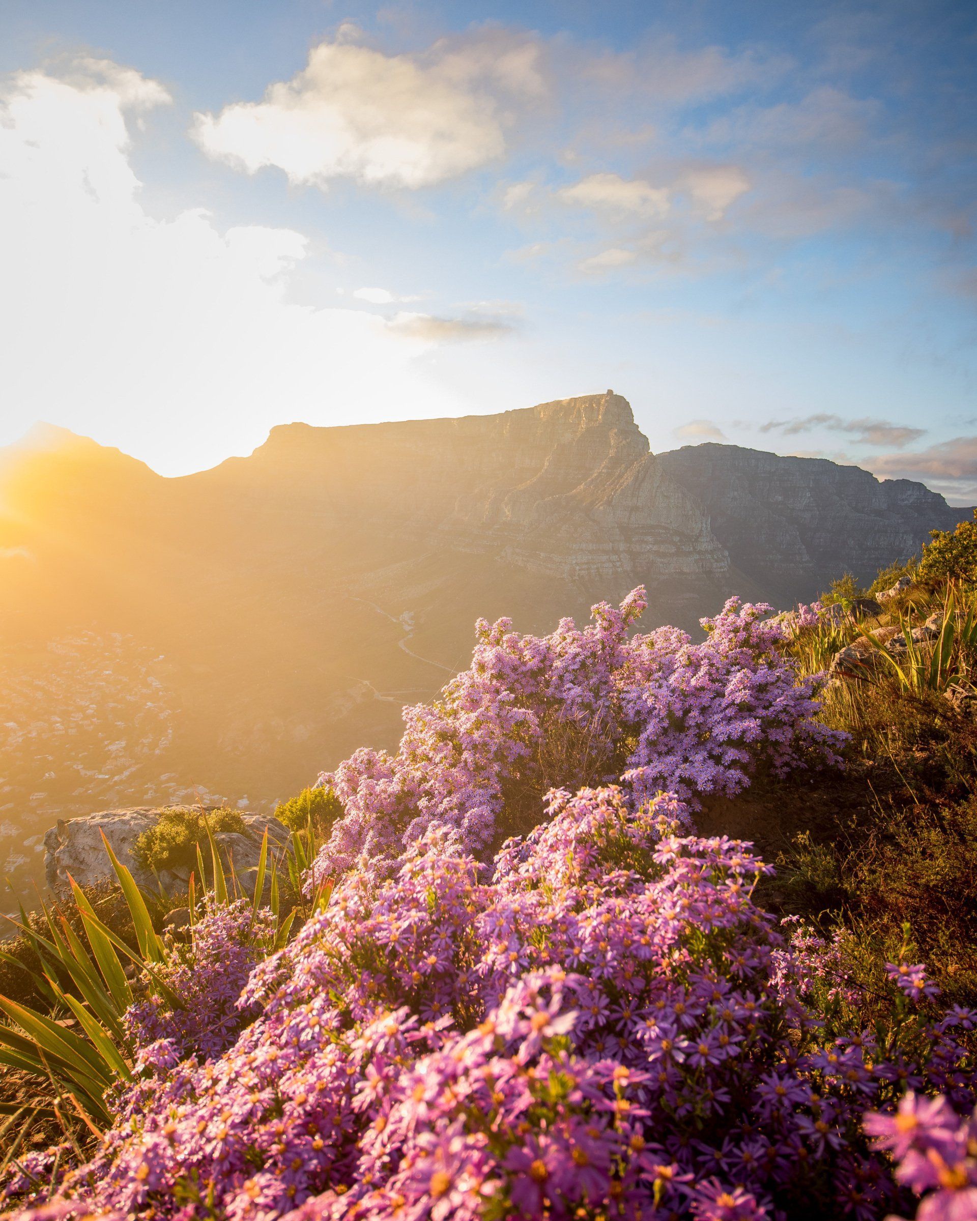 There are purple flowers in the foreground and a mountain in the background.