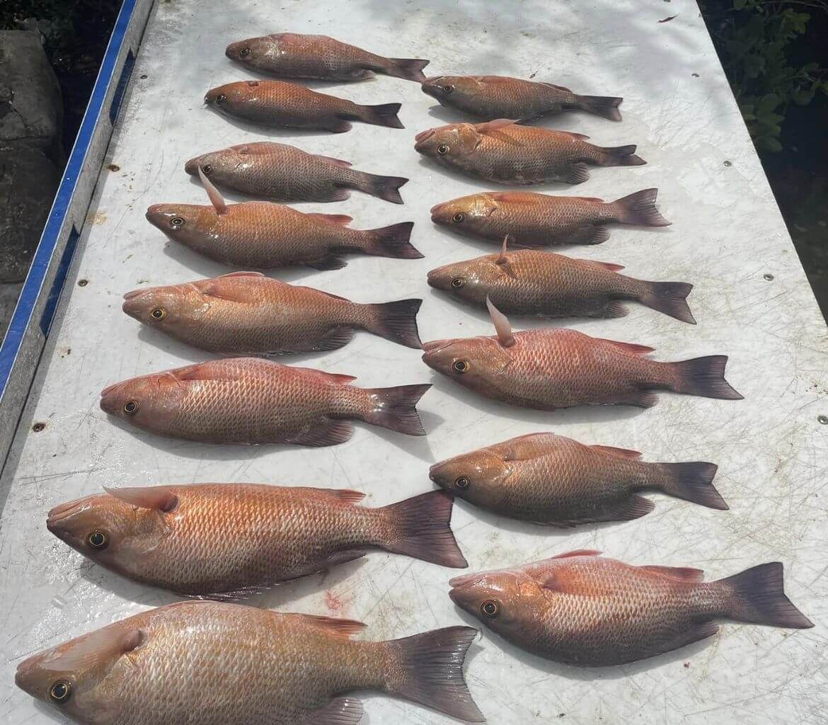 A bunch of fish are lined up on a table