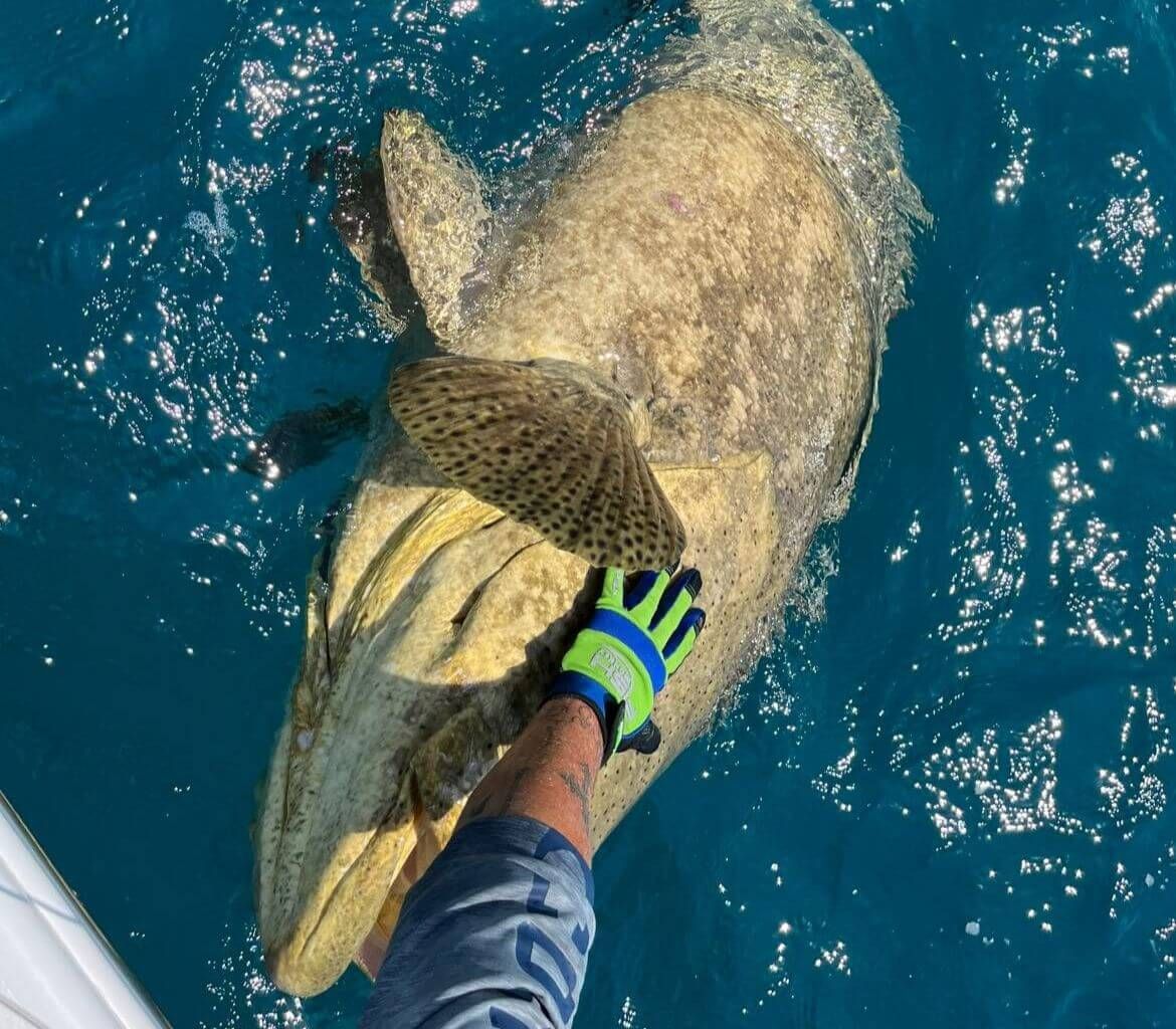 A person is holding a large fish in the water