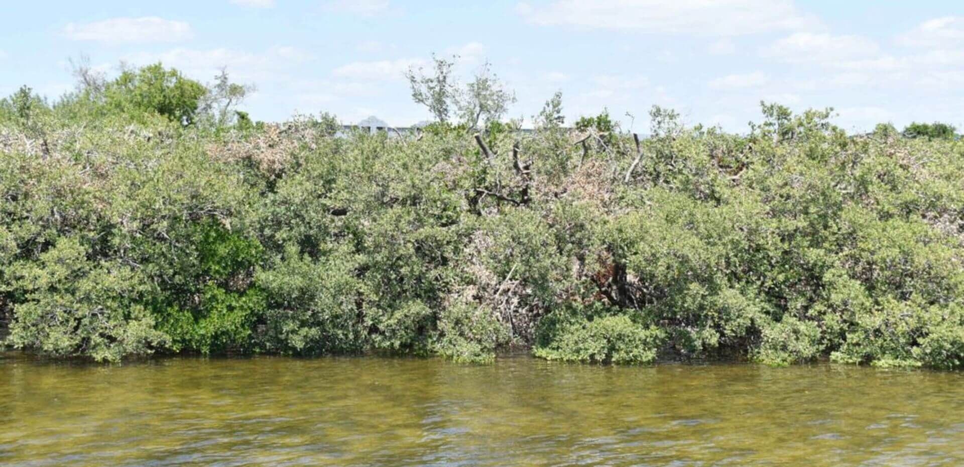 A lush green forest along the shore of a lake.