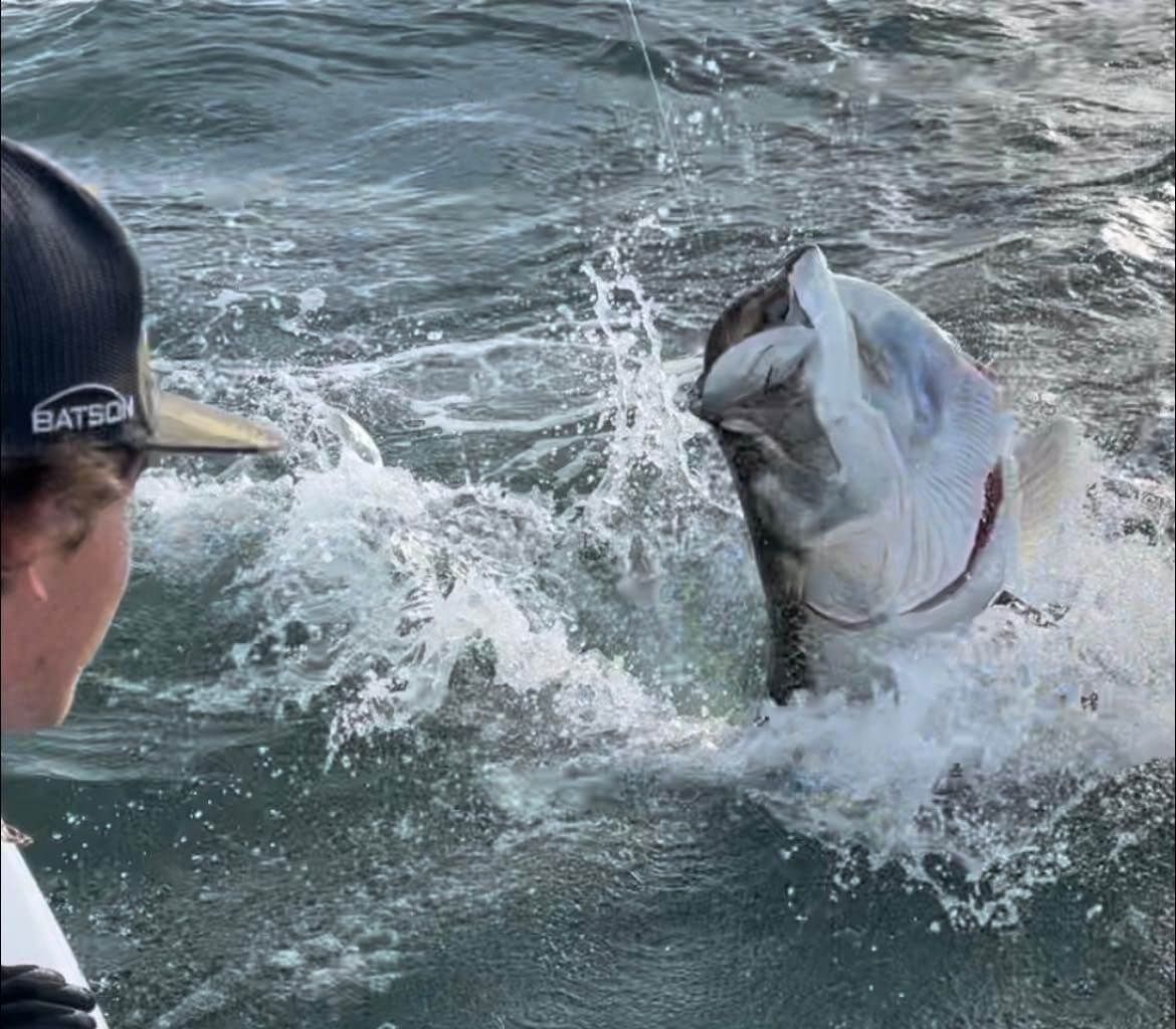 A man in a baseball cap is looking at a Tarpon in the water.