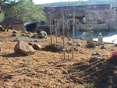 A house with a lot of rocks and trees in front of it