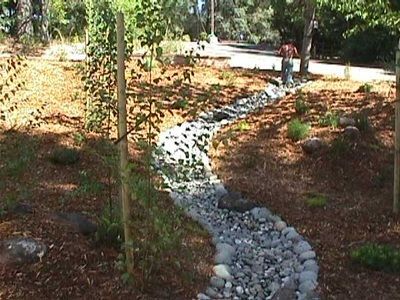 A stream of rocks runs through a lush green forest
