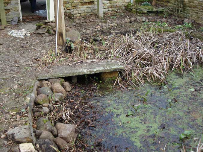 murky garden pond