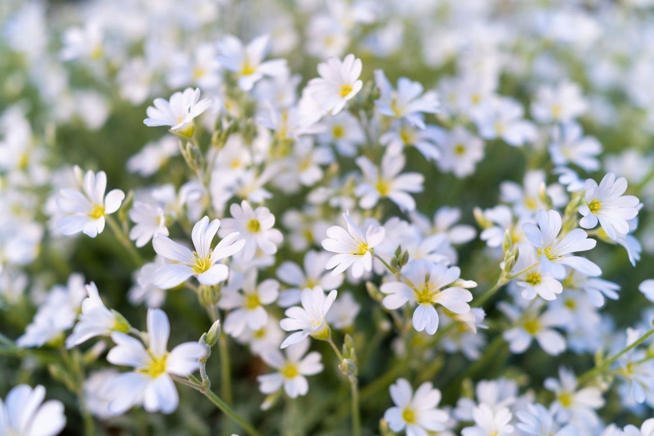 Close-up of small white daisies with yellow centers growing in a soft green field
