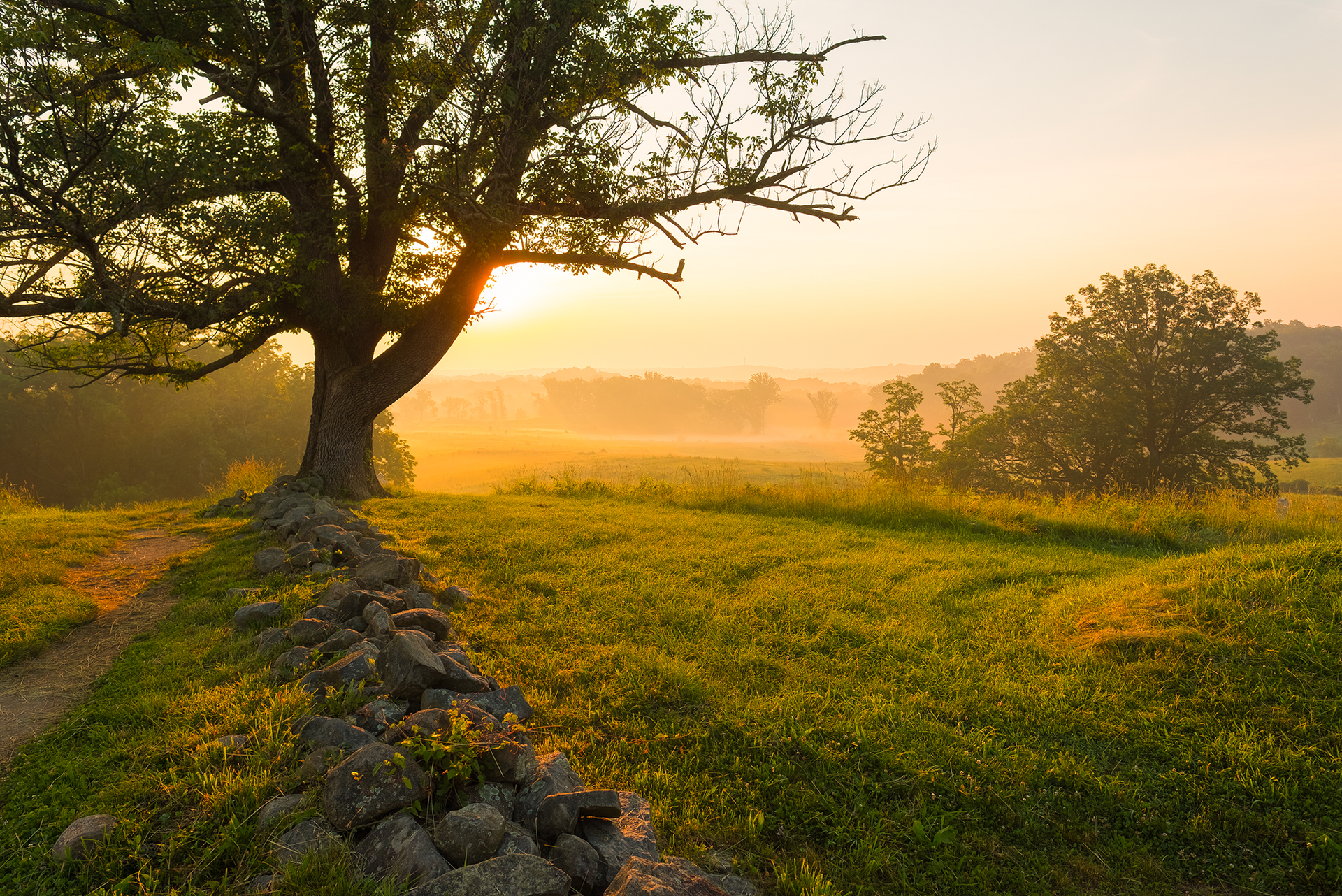 Sunrise over a misty meadow with a lone tree and a rocky path through green grass
