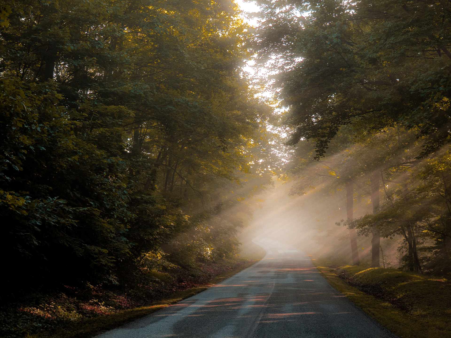 Sunlit forest road fading into mist, with trees arching overhead