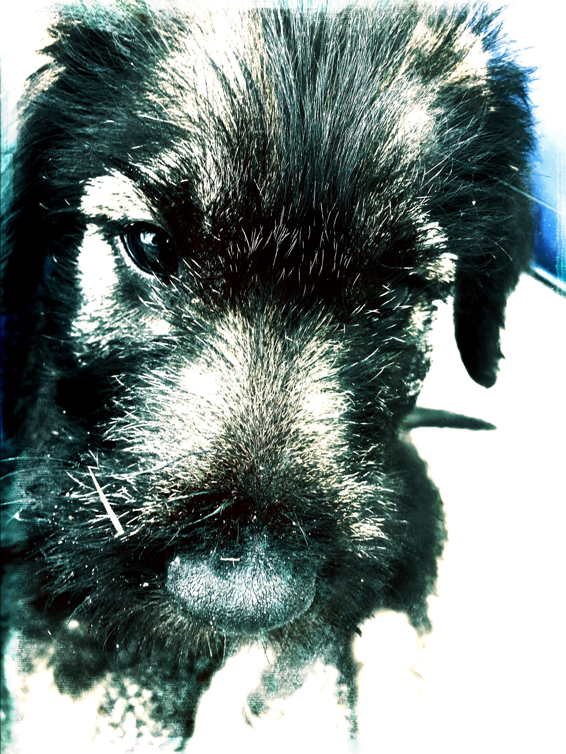 Scherzando's Amadeus Mozart (Sam). He went to Nelspruit and settled in very well.