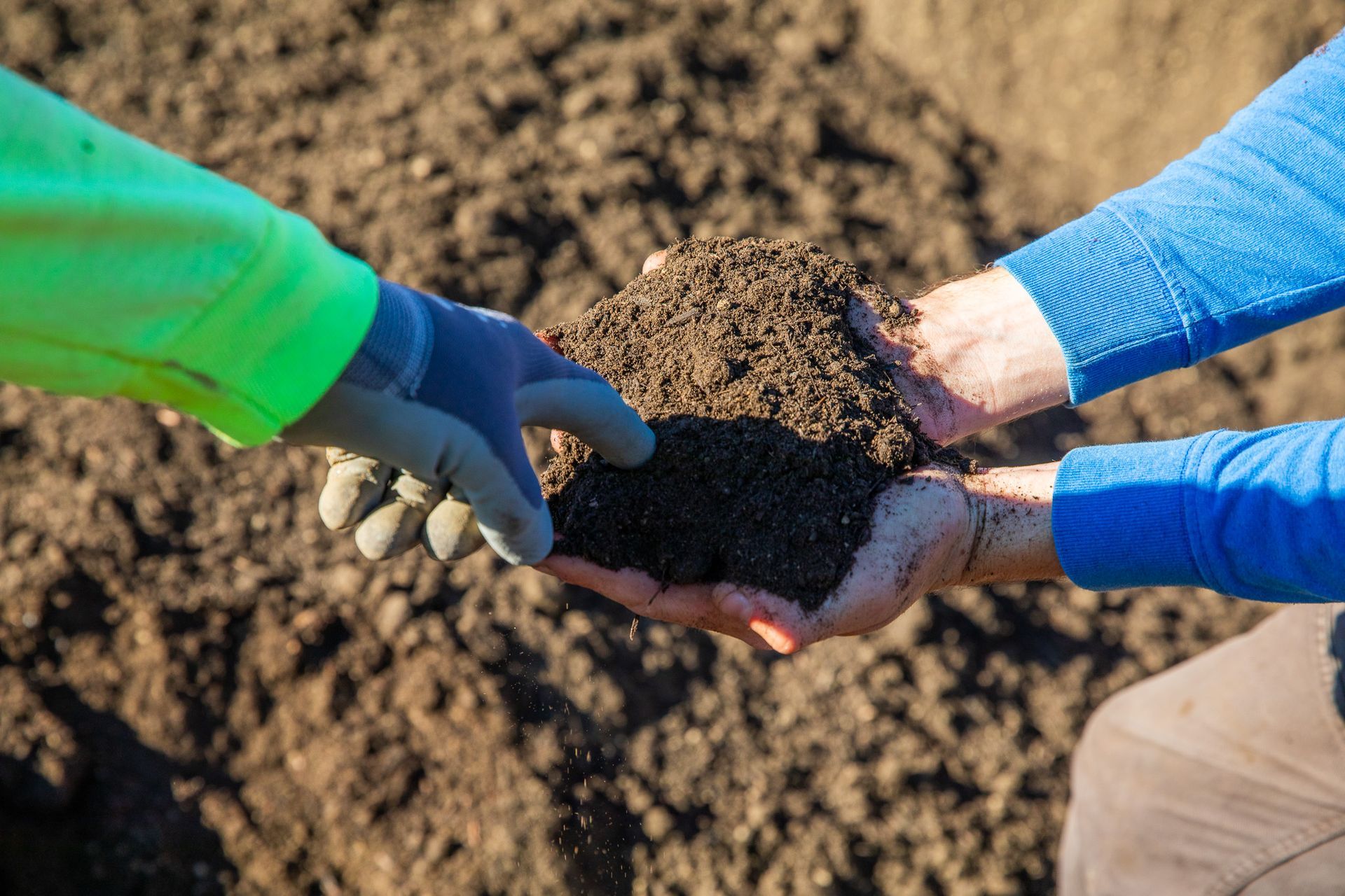 Hands holding and inspecting dark soil.