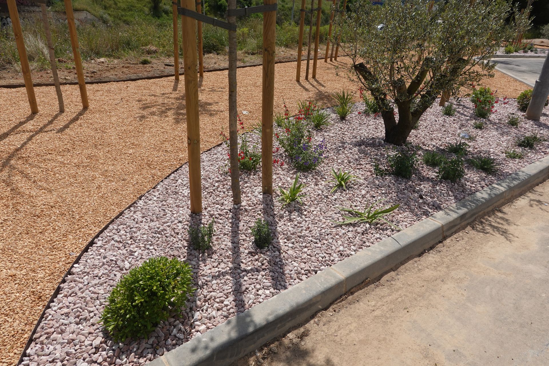 Landscaped area with light pink gravel, wood chips, young trees, and a mature olive tree.