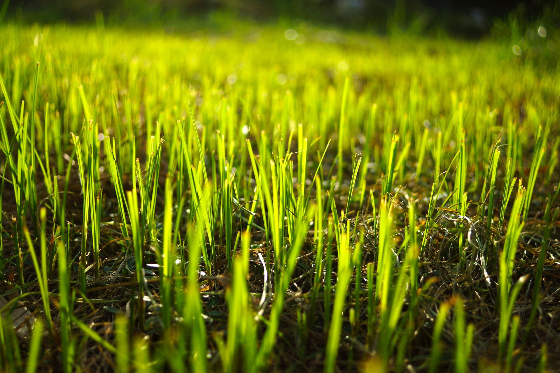 Close-up of bright green grass blades illuminated by sunlight.