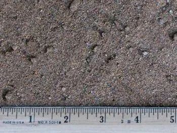 Brown sandy soil sample next to a ruler for scale.