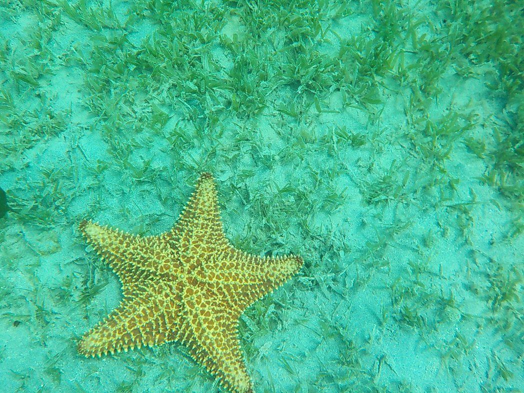 Starfish in St Maarten