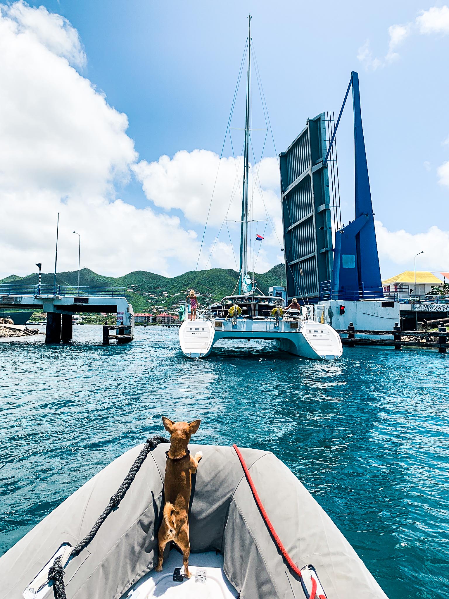 Dog on small boat looking at yacht catamaran at marina