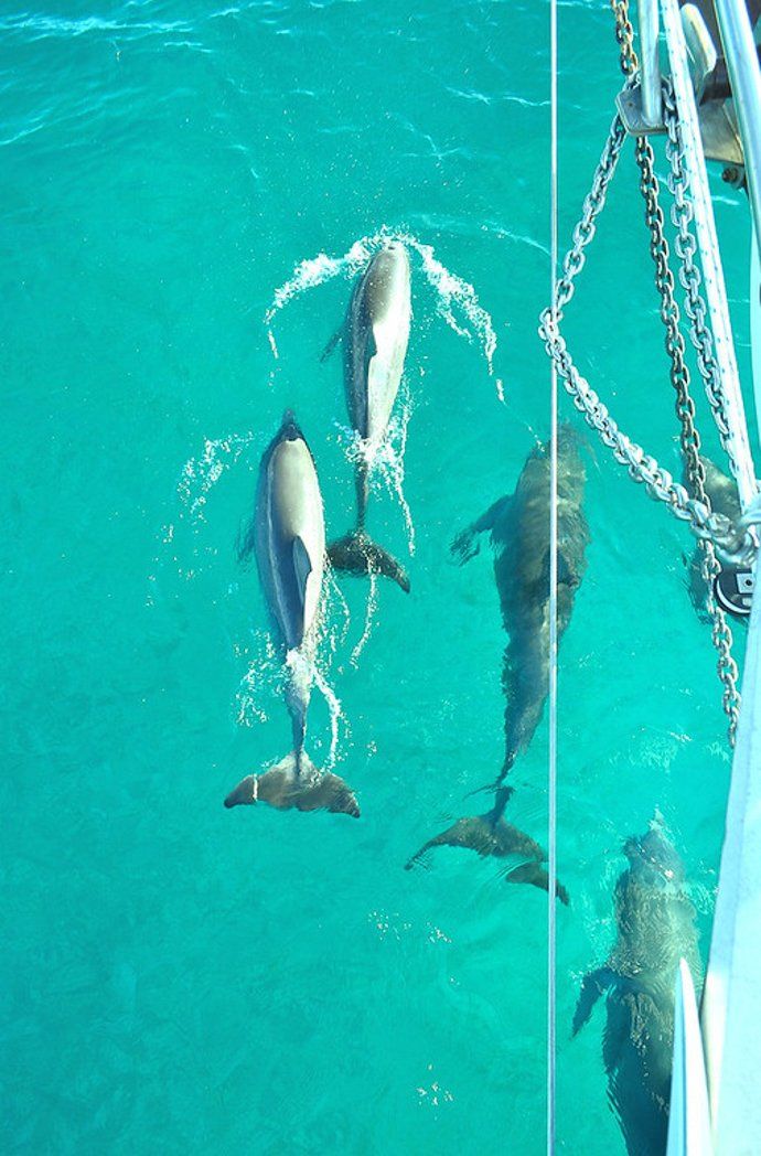 Dolphins swimming by Random Wind yacht