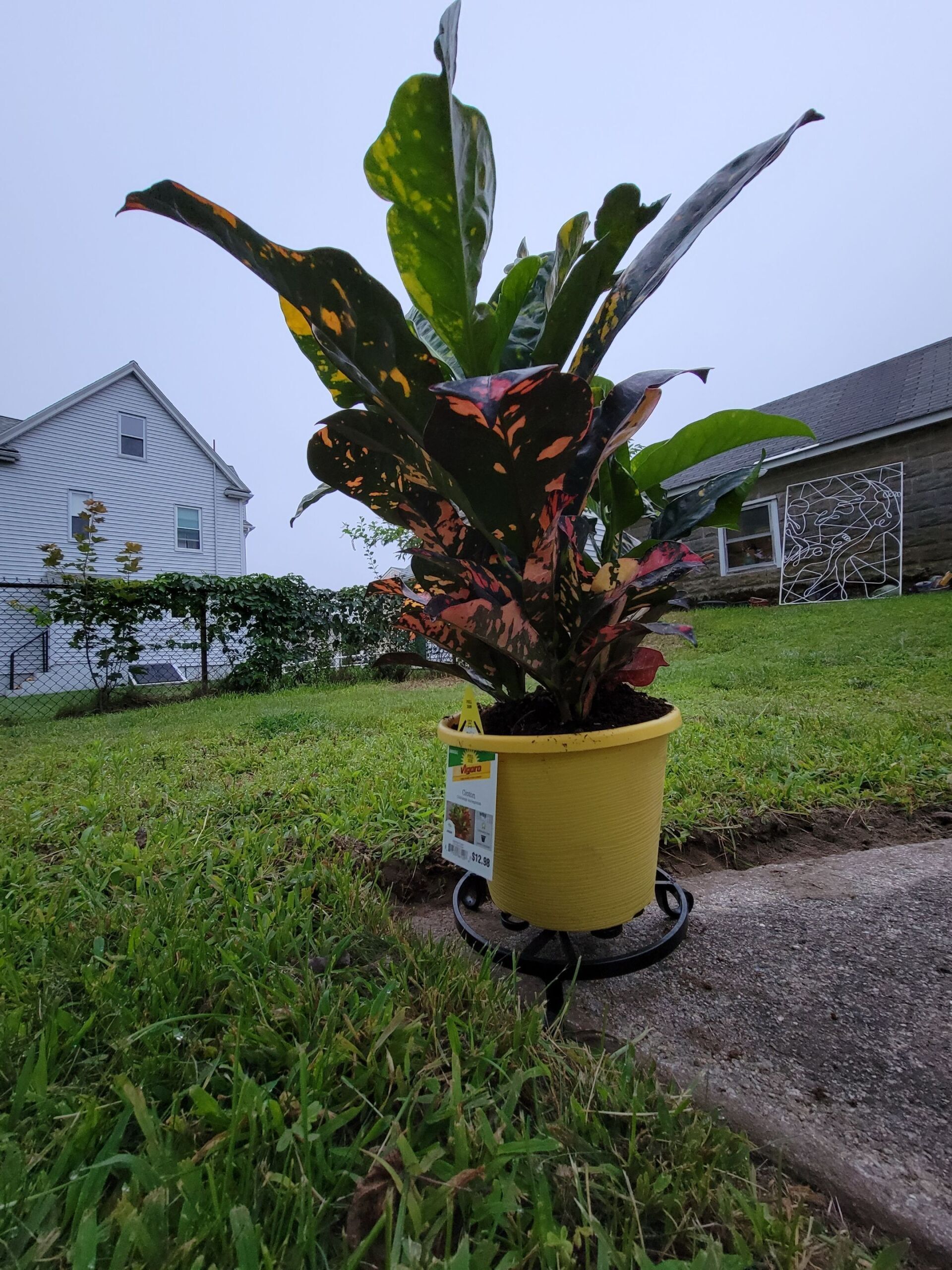 Concrete Patio Planter & Plant
