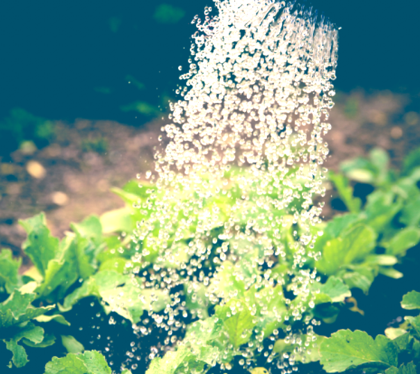 Grass and Plant Watering Best Practices