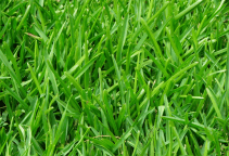 grass type identification