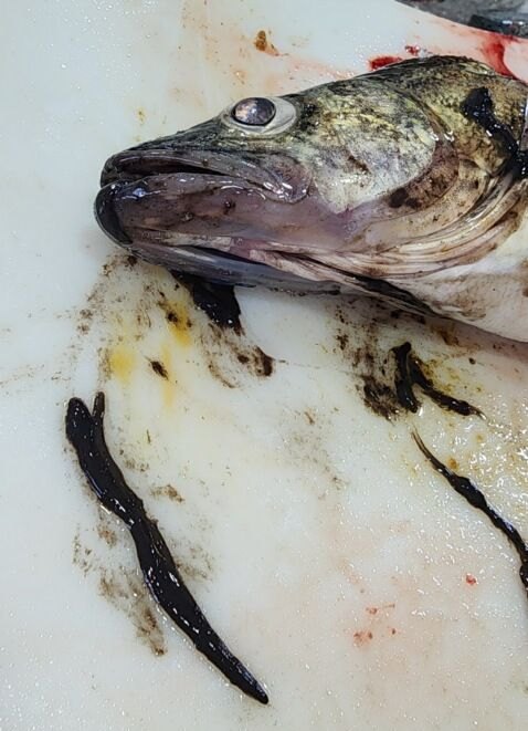 walleye from Devils Lake