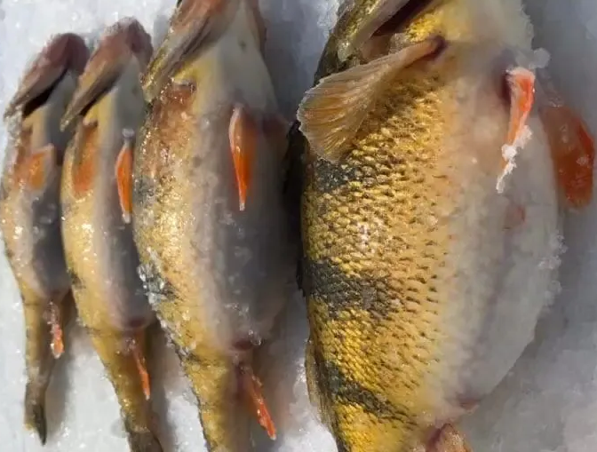 Devils Lake Fishing Guide
