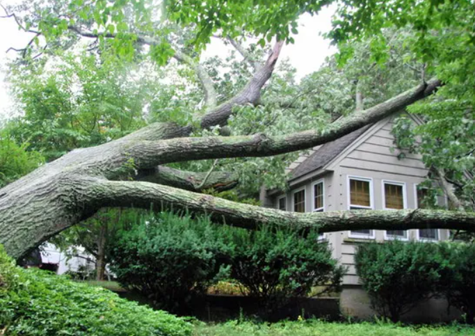 Fallen tree in Aurora