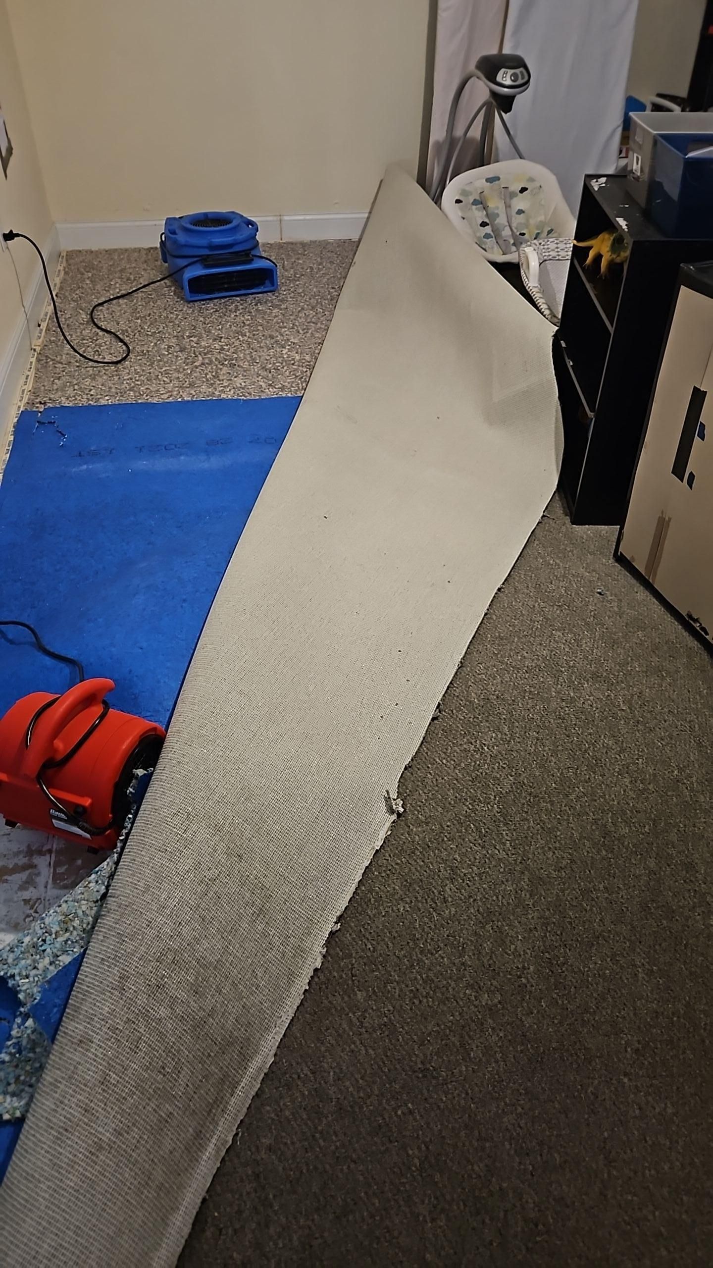 Carpet and padding being professionally dried