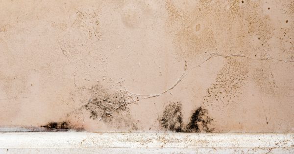 how to kill mold on drywall