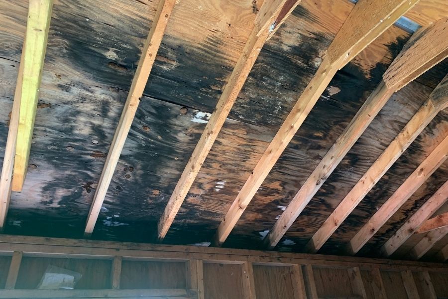Mold growth on wall after water damage