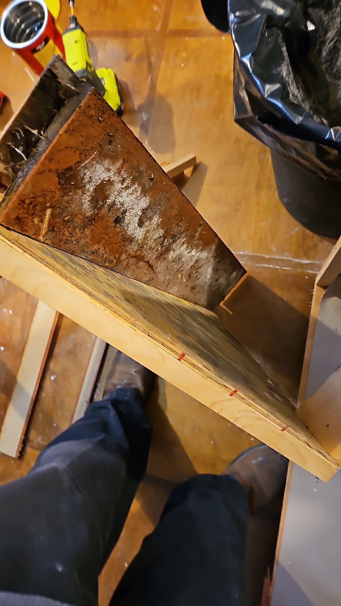 Mold growth discovered in kitchen