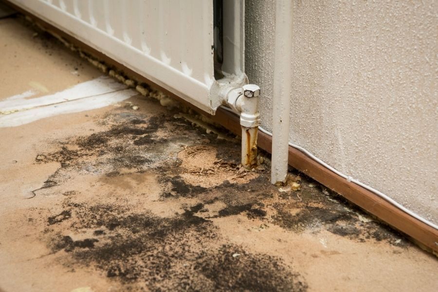 Mold growth on wall after water damage