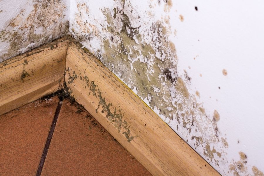 Advanced mold growth and severe drywall deterioration from delayed water damage repairs