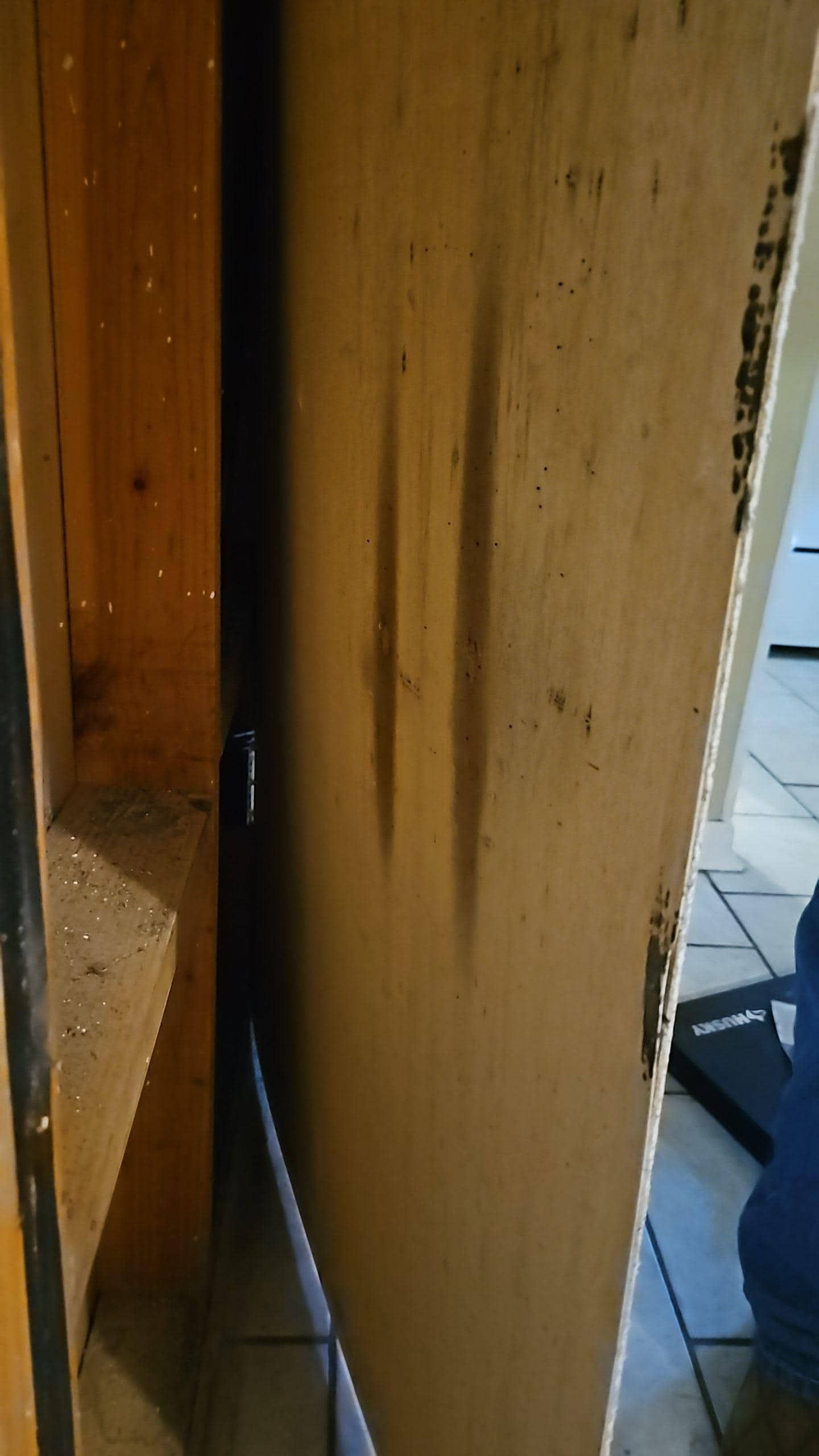 mold mitigation cameron tx