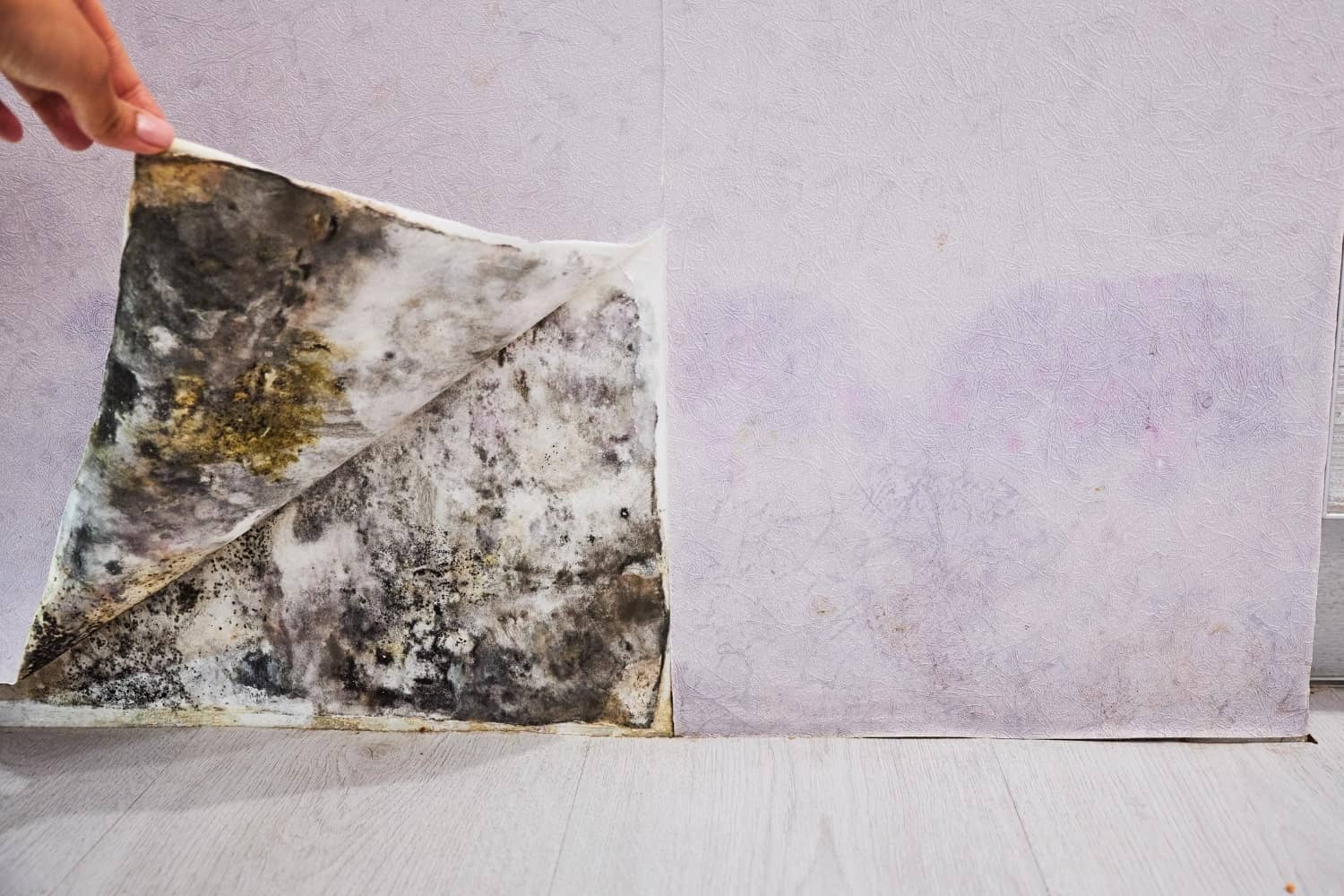 mold removal near me