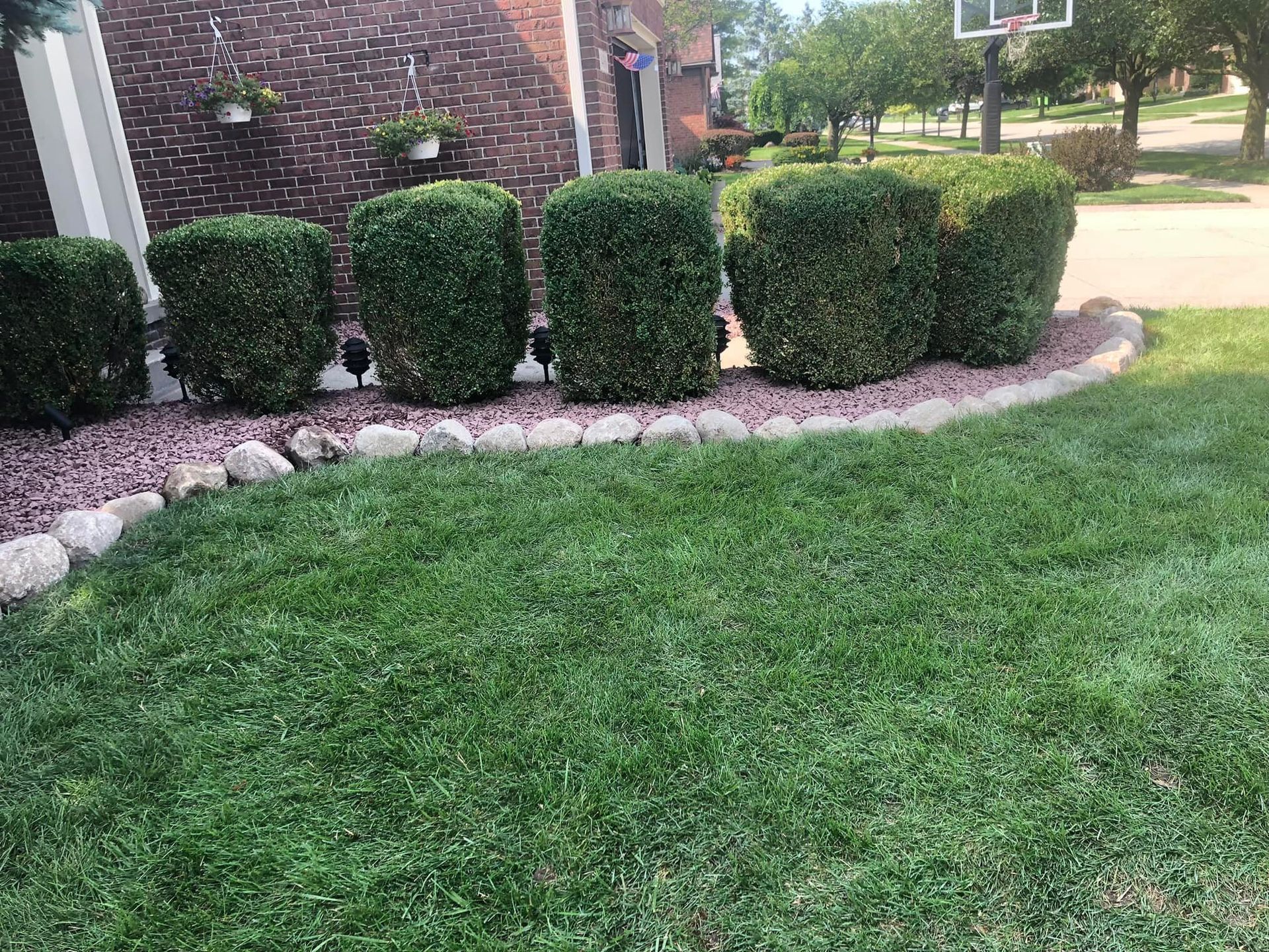 A lush green lawn with bushes and a basketball hoop in the background.