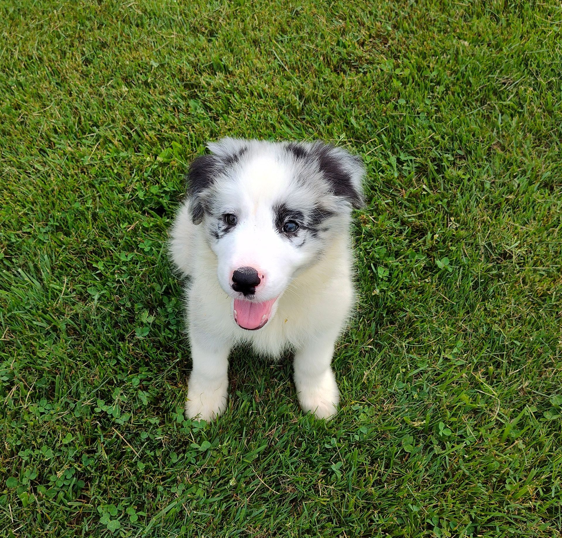 A black and white puppy is standing in the grass with its tongue hanging out.