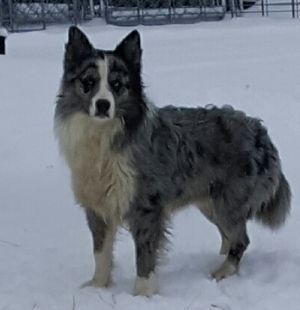 A gray and white dog is standing in the snow.