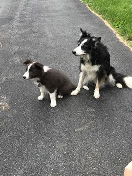 A black and white dog and a puppy are sitting on the side of a road.