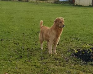 A golden retriever dog is standing in a grassy field.