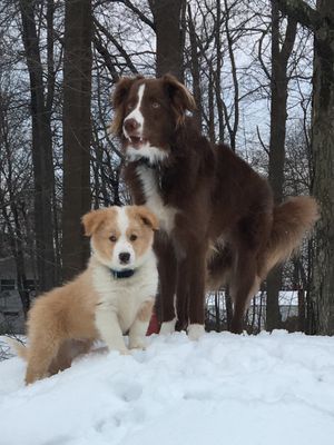 A dog and a puppy are standing in the snow.